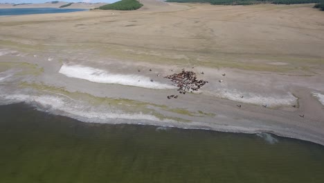 Aerial-drone-shot-zooming-out-on-a-herd-of-horses-next-to-a-lake-in-mongolia